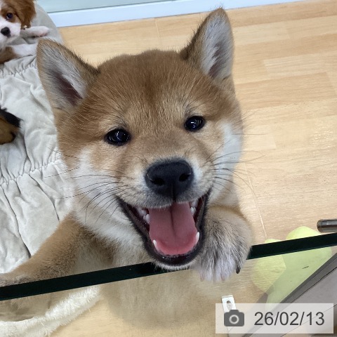 埼玉県の柴犬(標準サイズ) (ペットプラス 羽生店/2025年12月12日生まれ/男の子/赤)の子犬の4枚目の画像