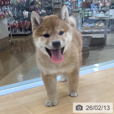 埼玉県の柴犬(標準サイズ) (ペットプラス 羽生店/2025年12月12日生まれ/男の子/赤)の子犬の3枚目の画像