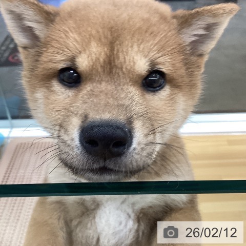 長野県の柴犬(標準サイズ) (ペットプラス 松本店/2025年12月12日生まれ/男の子/赤)の子犬の4枚目の画像