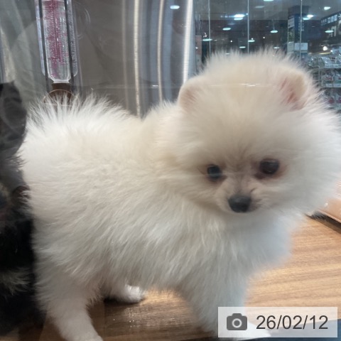 埼玉県のポメラニアン (ペッツワン 新座店/2025年12月11日生まれ/男の子/ホワイトクリーム)の子犬の4枚目の画像