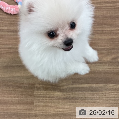 茨城県のポメラニアン (ペッツワン 古河店/2025年12月11日生まれ/男の子/ホワイトクリーム)の子犬の4枚目の画像