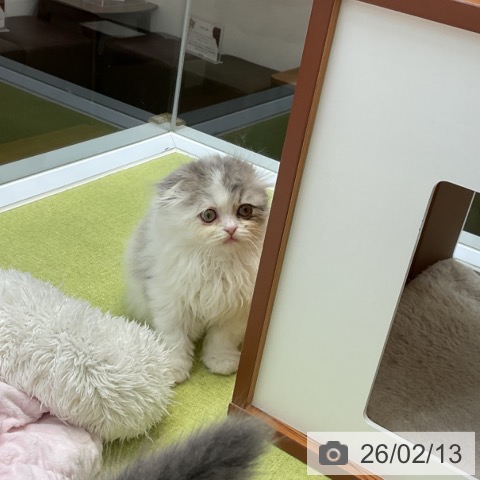 大阪府のスコティッシュフォールド (ペットプラス ららぽーと和泉店/2025年12月12日生まれ/男の子/ブルータビーホワイト)の子猫の3枚目の画像