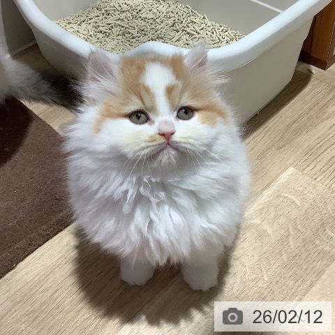 スコティッシュフォールドの写真