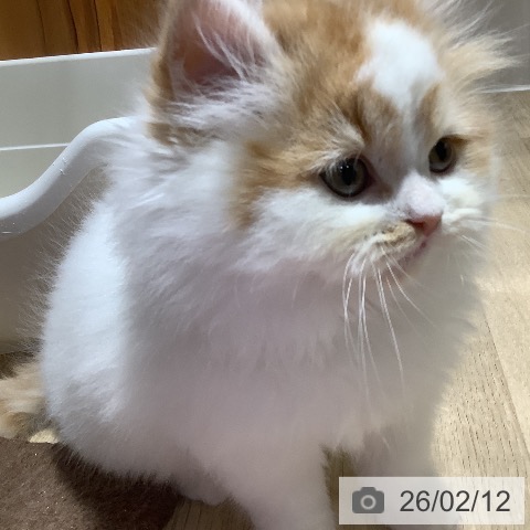 スコティッシュフォールドの写真