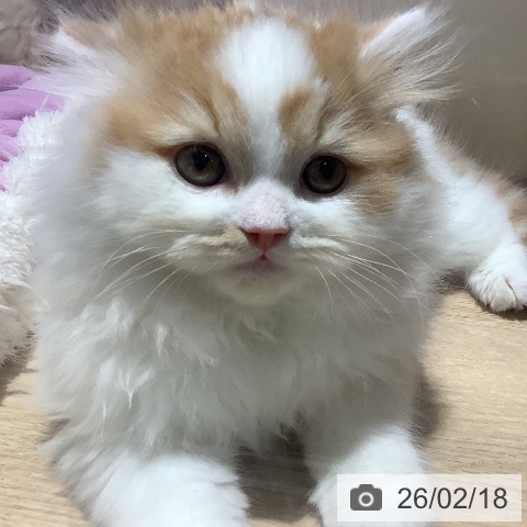 大阪府のスコティッシュフォールド (ペットプラス 鶴見店/2025年12月12日生まれ/男の子/レッドタビーホワイト)の子猫の4枚目の画像