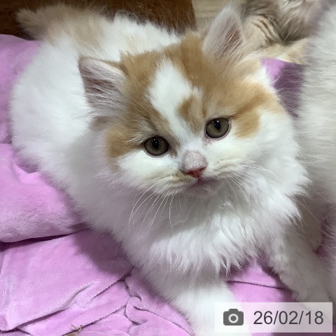 大阪府のスコティッシュフォールド (ペットプラス 鶴見店/2025年12月12日生まれ/男の子/レッドタビーホワイト)の子猫の3枚目の画像