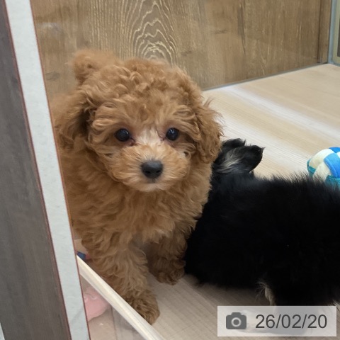 群馬県のトイプードル(トイ) (ペットプラス 前橋店/2025年12月12日生まれ/男の子/オレンジフォーン)の子犬の4枚目の画像