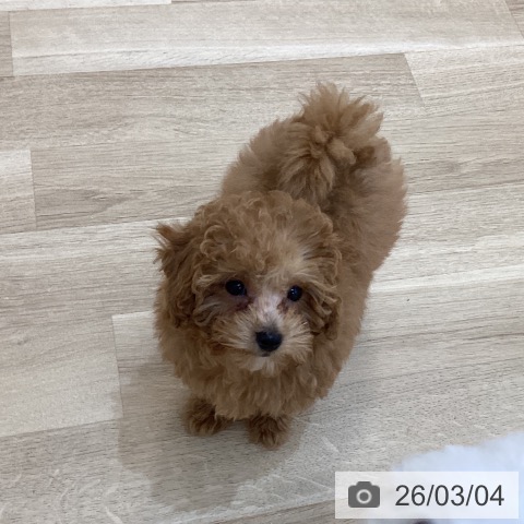 群馬県のトイプードル(トイ) (ペットプラス 前橋店/2025年12月12日生まれ/男の子/オレンジフォーン)の子犬の3枚目の画像