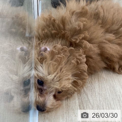 群馬県のトイプードル(トイ) (ペットプラス 前橋店/2025年12月12日生まれ/男の子/オレンジフォーン)の子犬の3枚目の画像