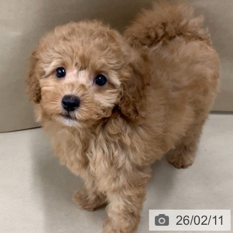 トイ・プードルの写真