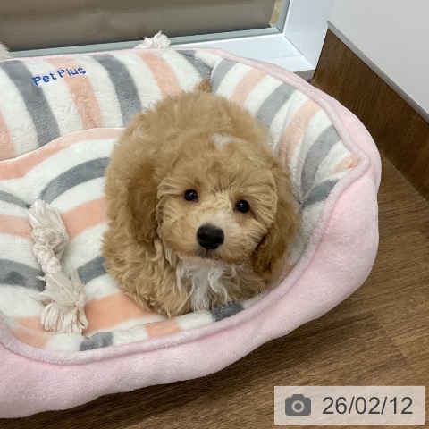 トイ・プードルの写真