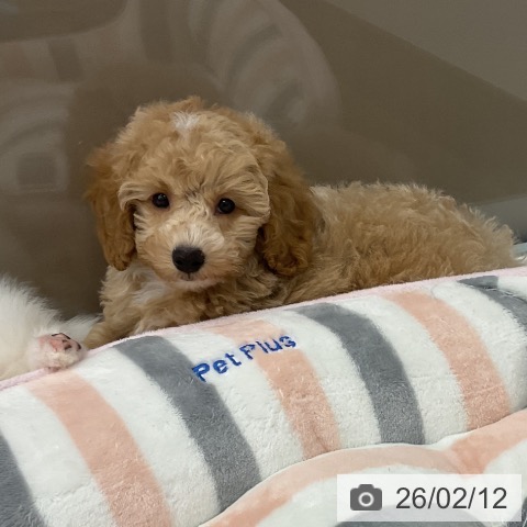 トイ・プードルの写真