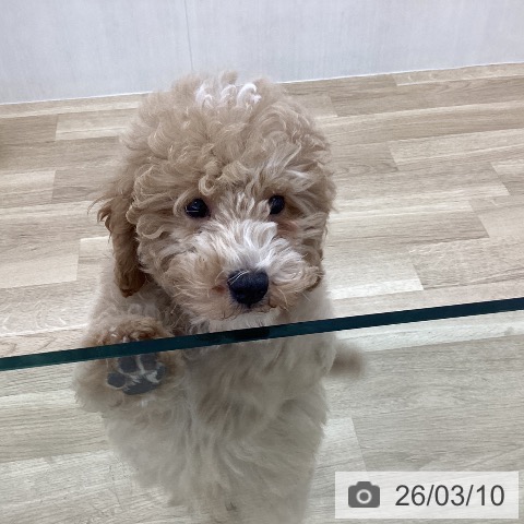 山梨県のトイプードル(トイ) (ペットプラス 甲府国母店/2025年12月12日生まれ/男の子/ペールフォーン)の子犬の4枚目の画像