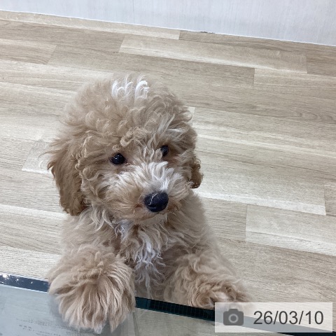 山梨県のトイプードル(トイ) (ペットプラス 甲府国母店/2025年12月12日生まれ/男の子/ペールフォーン)の子犬の3枚目の画像