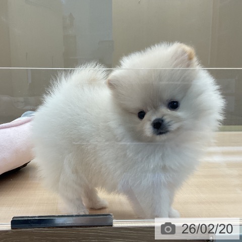 埼玉県のポメラニアン (ペッツワン 浦和美園店/2025年12月12日生まれ/女の子/クリーム)の子犬の3枚目の画像
