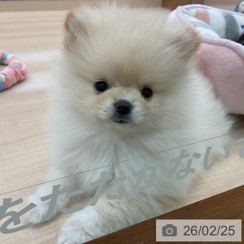 埼玉県のポメラニアン (ペッツワン 浦和美園店/2025年12月12日生まれ/女の子/クリーム)の子犬の3枚目の画像