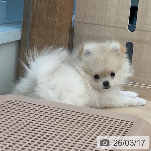 埼玉県のポメラニアン (ペッツワン 浦和美園店/2025年12月12日生まれ/女の子/クリーム)の子犬の4枚目の画像