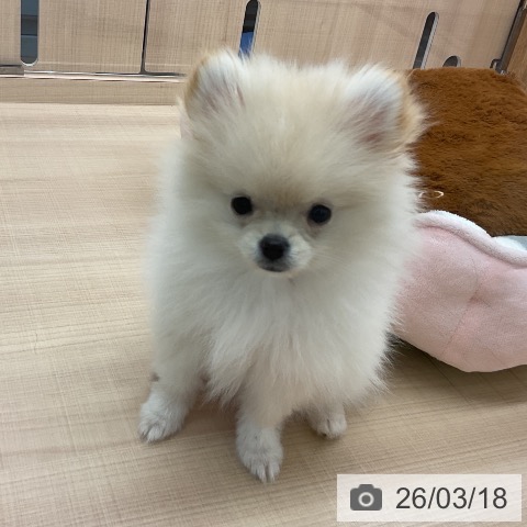 埼玉県のポメラニアン (ペッツワン 浦和美園店/2025年12月12日生まれ/女の子/クリーム)の子犬の3枚目の画像