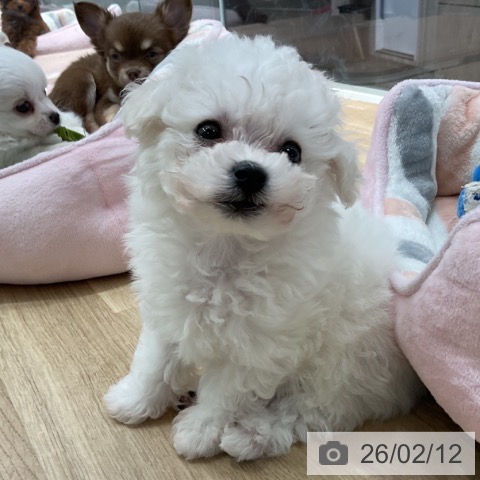 茨城県のビションフリーゼ (ペッツワン つくば店/2025年12月13日生まれ/男の子/ホワイト)の子犬の4枚目の画像