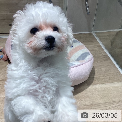 茨城県のビションフリーゼ (ペッツワン つくば店/2025年12月13日生まれ/男の子/ホワイト)の子犬の3枚目の画像