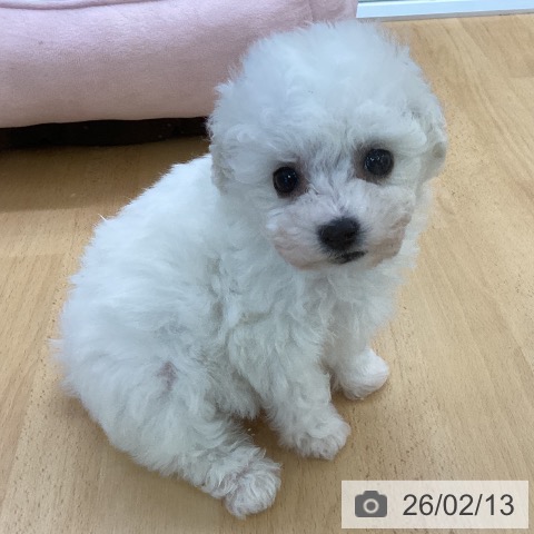 埼玉県のビションフリーゼ (ペットプラス 羽生店/2025年12月13日生まれ/男の子/ホワイト)の子犬の3枚目の画像