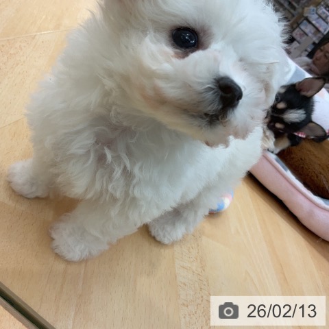 埼玉県のビションフリーゼ (ペットプラス 浦和美園店/2025年12月13日生まれ/男の子/ホワイト)の子犬の4枚目の画像