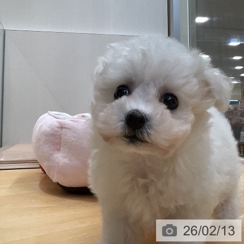 埼玉県のビションフリーゼ (ペットプラス 浦和美園店/2025年12月13日生まれ/男の子/ホワイト)の子犬の3枚目の画像