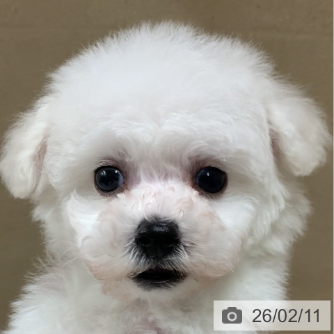 ビション・フリーゼの写真