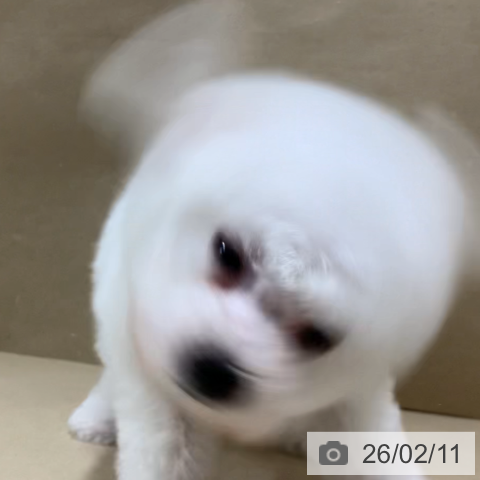 ビション・フリーゼの写真