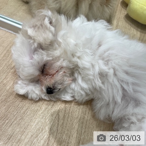 埼玉県のビションフリーゼ (ペットプラス ららぽーと富士見店/2025年12月13日生まれ/女の子/ホワイト)の子犬の3枚目の画像