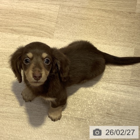 長野県のカニンヘンダックスフンド(ロング) (ペットプラス 長野店/2025年12月13日生まれ/男の子/チョコレートタン)の子犬の4枚目の画像