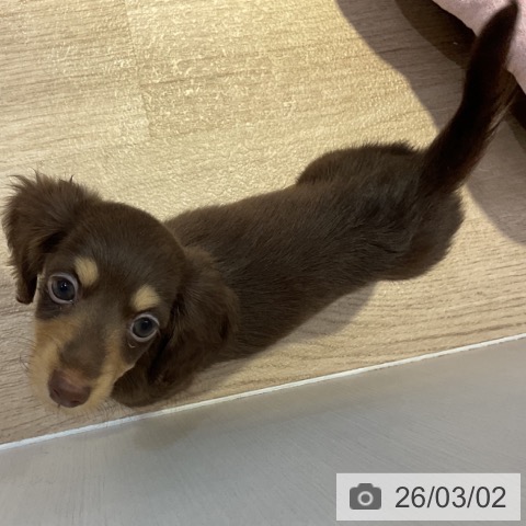 長野県のカニンヘンダックスフンド(ロング) (ペットプラス 長野店/2025年12月13日生まれ/男の子/チョコレートタン)の子犬の3枚目の画像