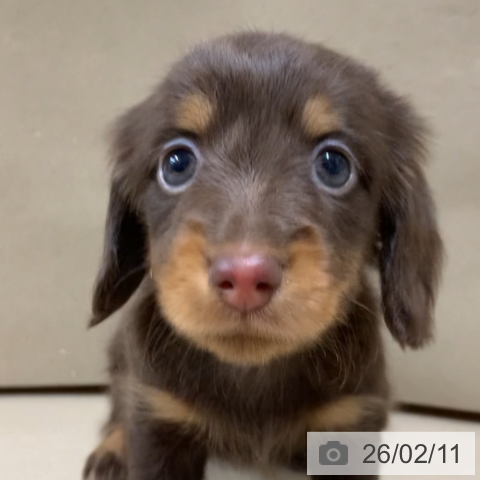 カニーンヘン・ダックスフンドの写真