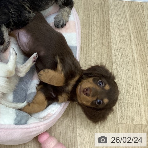 福島県のカニンヘンダックスフンド(ロング) (ペットプラス 福島店/2025年12月13日生まれ/女の子/チョコレートタン)の子犬の4枚目の画像