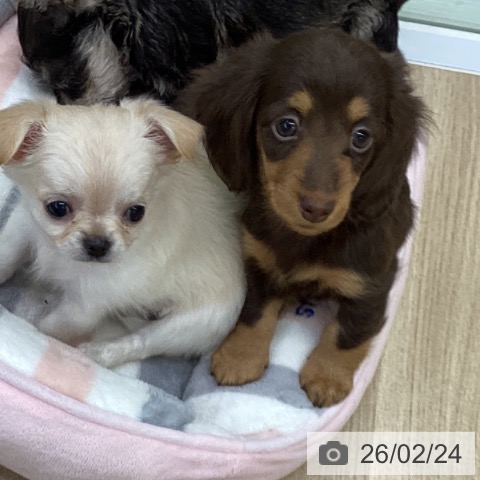 福島県のカニンヘンダックスフンド(ロング) (ペットプラス 福島店/2025年12月13日生まれ/女の子/チョコレートタン)の子犬の3枚目の画像