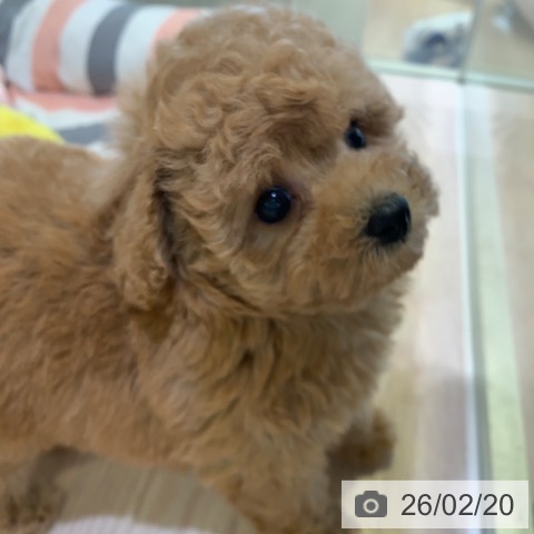 トイ・プードルの写真