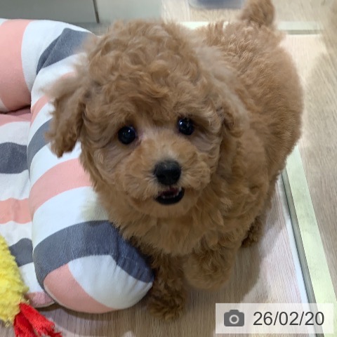 トイ・プードルの写真