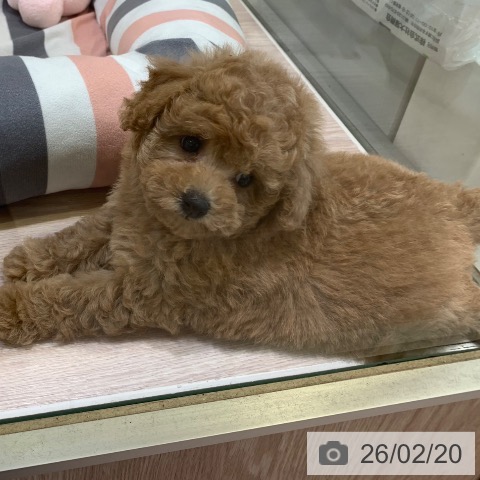 トイ・プードルの写真