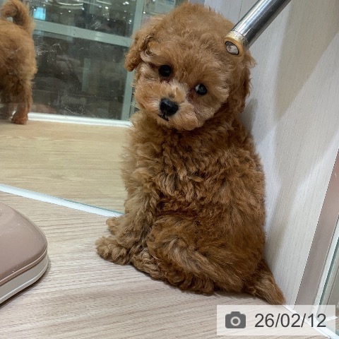 埼玉県のトイプードル(トイ) (ペットプラス 上尾店/2025年12月13日生まれ/女の子/アプリコット)の子犬の4枚目の画像