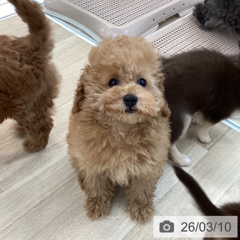 群馬県のトイプードル(トイ) (ペットプラス 前橋店/2025年12月13日生まれ/女の子/アプリコット)の子犬の4枚目の画像