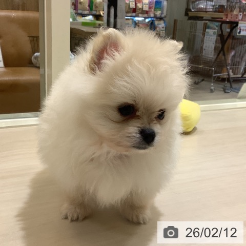 ポメラニアンの写真