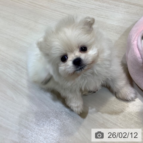 ポメラニアンの写真