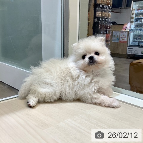 ポメラニアンの写真