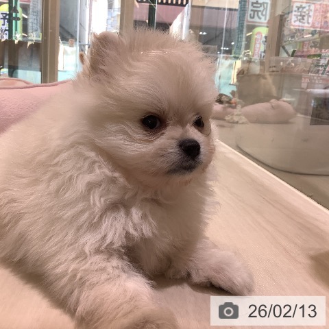 ポメラニアンの写真