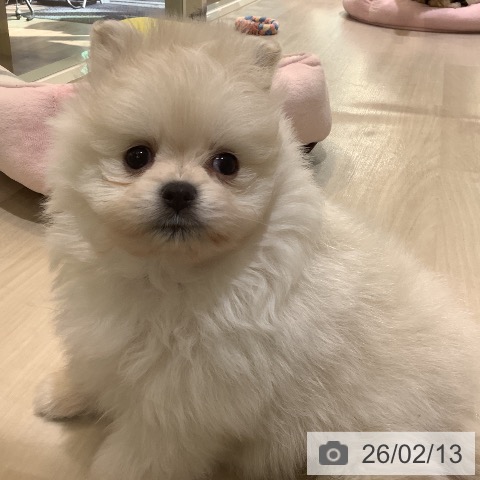 ポメラニアンの写真