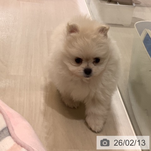 ポメラニアンの写真