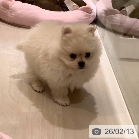 ポメラニアンの写真