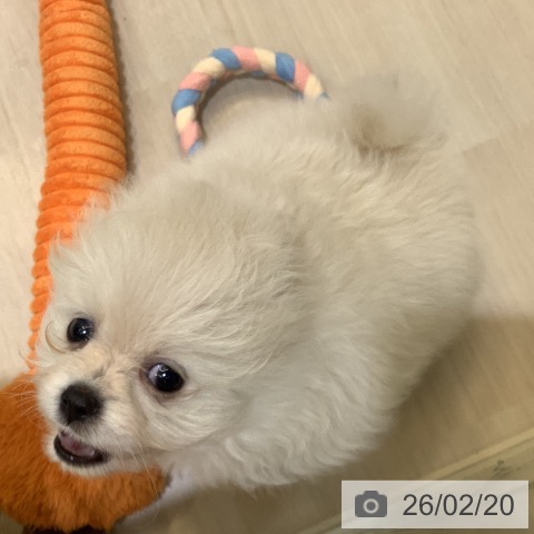 ポメラニアンの写真