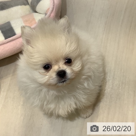 ポメラニアンの写真