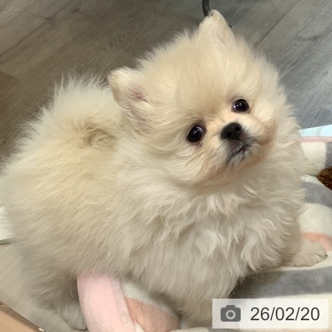 ポメラニアンの写真
